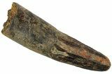Bargain, Spinosaurus Tooth - Real Dinosaur Tooth #192039-1